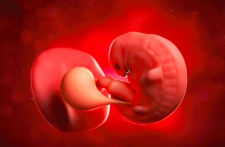 体外受精 IVF-ET